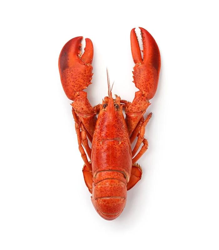 vg-sf-frshs-8.jpg Whole Cornish Lobster - Imagem 1